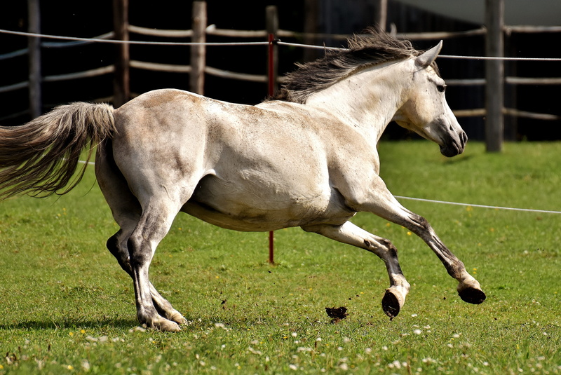 no people, domestic, pony, one animal, funny, animal, domestic animals, day, 4K, left out, plant, nature, vertebrate, herbivorous, mammal, mold, field
