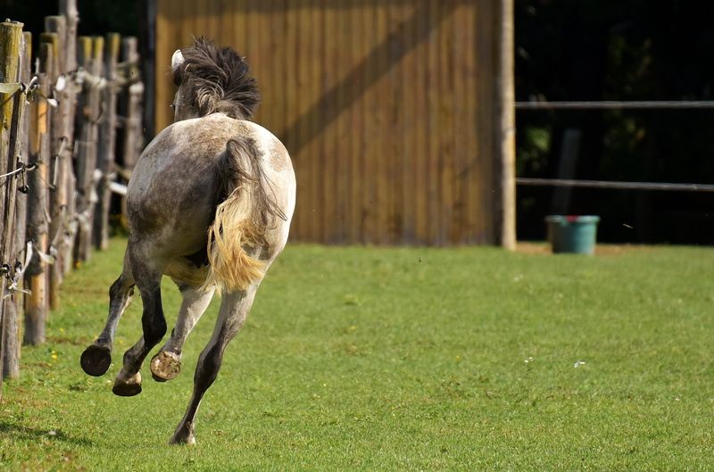 horse, animal, stable, love for animals, coupling, domestic, play, 4K, focus on foreground, working animal, rear view, animal wildlife, herbivorous, mold