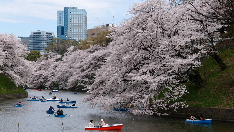 architecture, growth, building exterior, canoe, riding, body, cherry blossom, transportation, boats, spring, plant, near, river, people, daytime, park