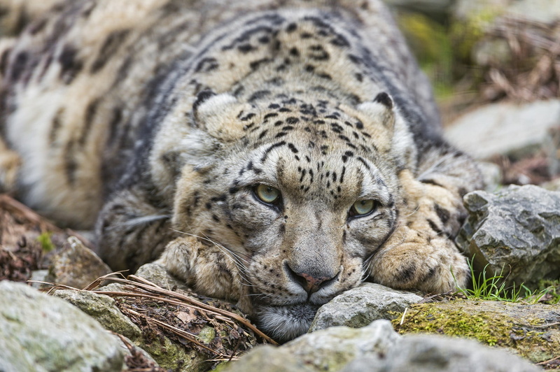 stones, snow leopard, 1080P, Cat, Tambak © The Jaguar, ounce, snow, look, leopard