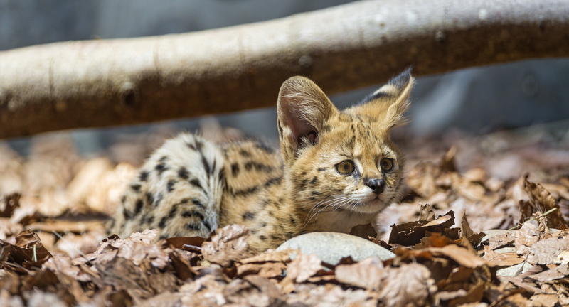 baby, kitty, kitten, animals in the wild, 4K, look, mammal, one animal, animal themes, looking at camera, Serval, day, no people, domestic, pets, selective focus