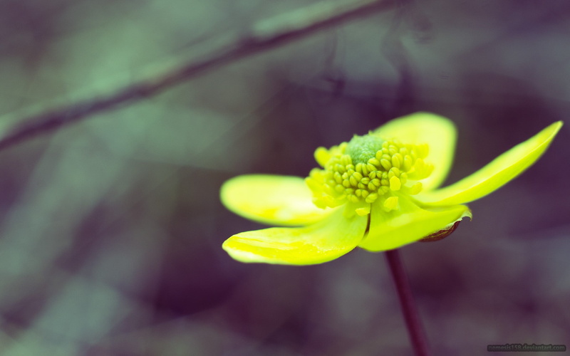 cleats, plant, no people, day, vulnerability, macro, springtime, yellow, flower, freshness, 2K, petal, focus on foreground, inflorescence, flower head