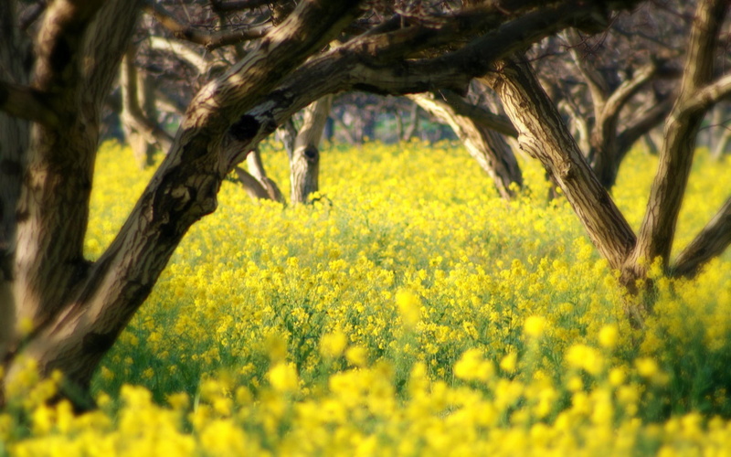 landscape, nature, 2K, trees, San Luis Obispo, yellow flowers