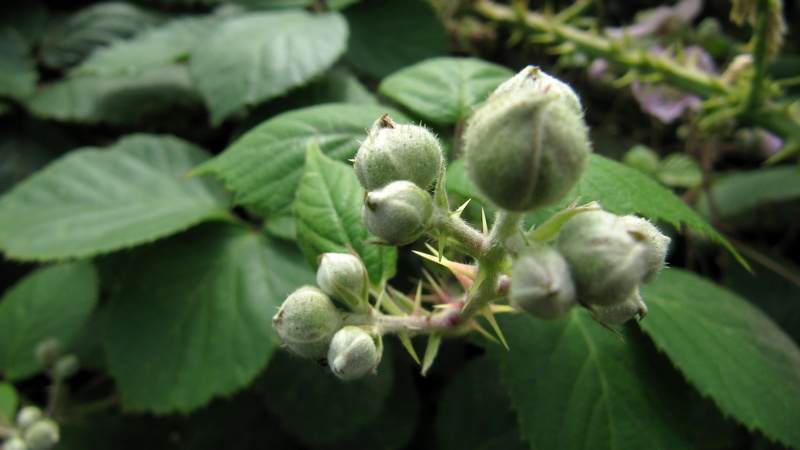 flower, planta, food, agriculture, ripe, blackberry, fruit, beauty in nature, day, outdoors, plant part, growth, freshness, leaf, close-up, silva, green color