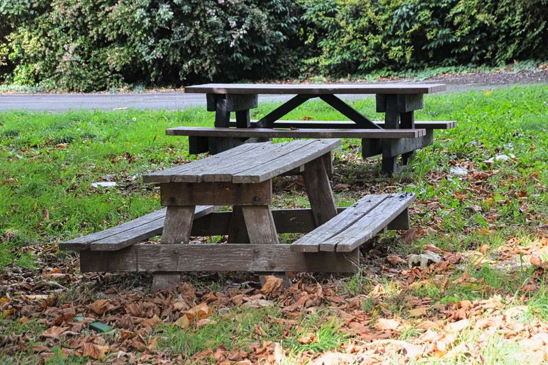 growth, bancs, bench, day, nature, outdoors, wood - material, field, no people, park, absence, tree, green color, park bench, park - man made space, empty
