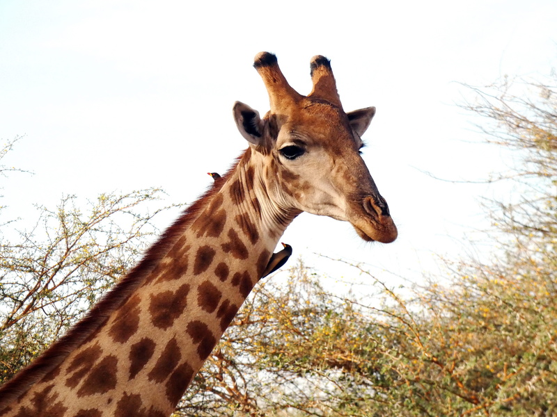 animal neck, one animal, giraffe, animal wildlife, outdoors, animal head, nature, pique-boeufs, 4K, no people, birds, sky, size, neck, animals in the wild