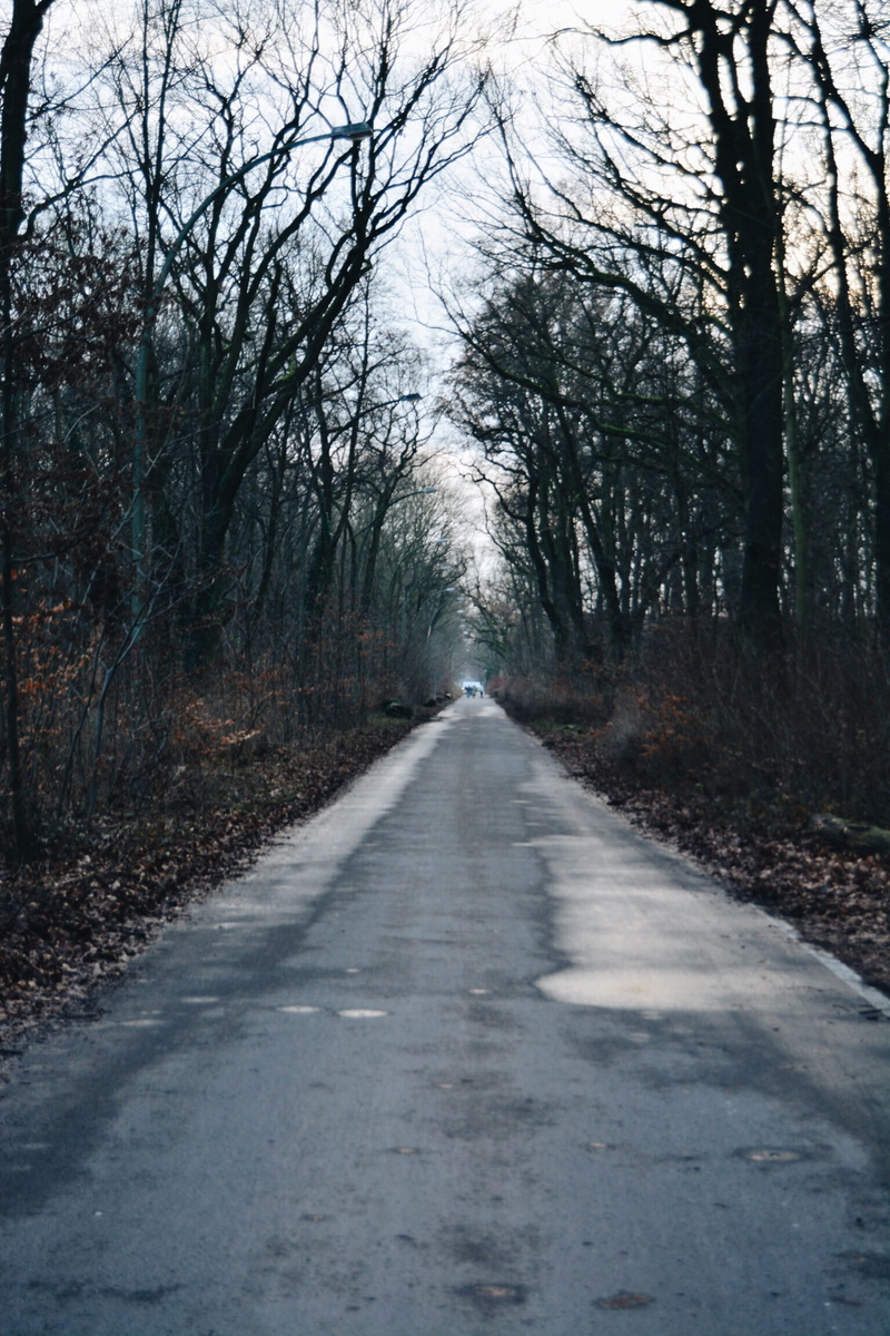 trees, outdoors, treelined, direction, non-urban scene, road, plant, street, tranquility, day, land, tree, the way forward, nature, transportation, tranquil scene