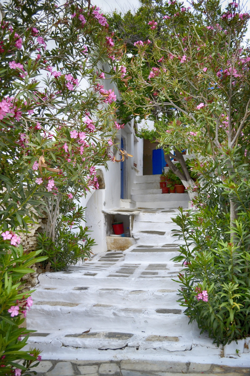 typical, flowering plant, destination, direction, garden path, scenery, flowers, plant, village, the way forward, colorful, front or back yard, entrance