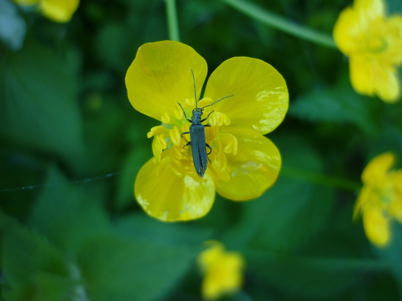 flower, up, dung beetles, wings, inflorescence, invertebrate, one animal, plant, yellow green, flowers, close-up, freshness, no people, beautiful, 2K
