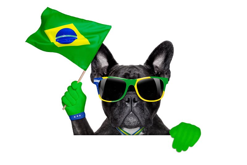 dog, 5K, World Cup, 2014, funny, FIFA, football, Brasil, logo, flag, cool, glasses