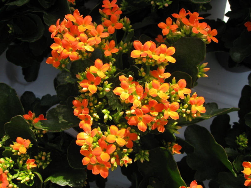 orange, close-up, plant, orange color, multi Colored, kalanchoe, botany, leaves, park, nature, petaled, gardening, flower, fragility, backgrounds, leaf