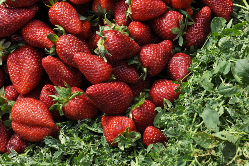 grass, flora, bundle, contrast, nature, healthy eating, food and drink, close-up, bunch, juicy, food, strawberries, market, essaouira, berry fruit