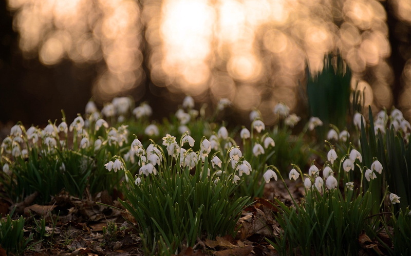 fragility, flower head, beauty in nature, leaves, land, crocus, bundles, flowering plant, petal, inflorescence, day, vulnerability, springtime, no people