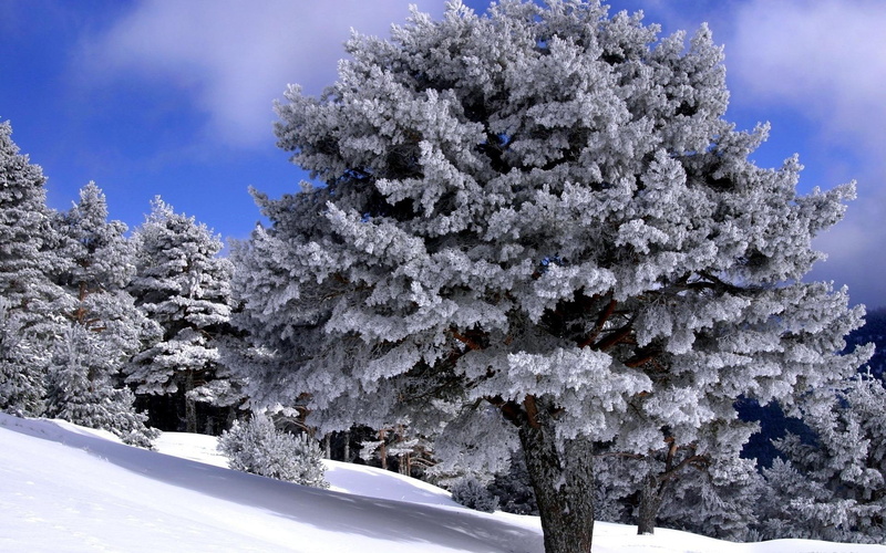 big tree, tree, white, winter, 1080P, landscape, gorgeous, nature, 3d and abstract, snow, rich