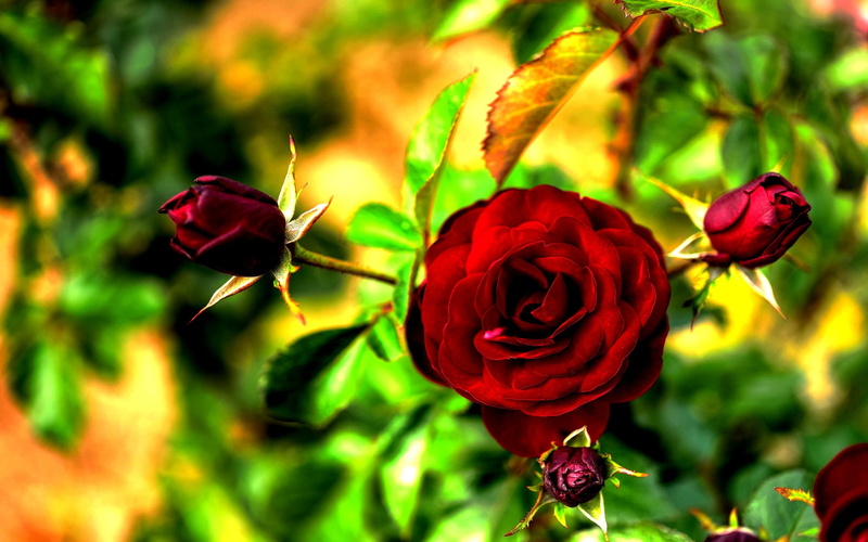 buds, 2K, nature, rose, red, rich, nature and landscapes, spring