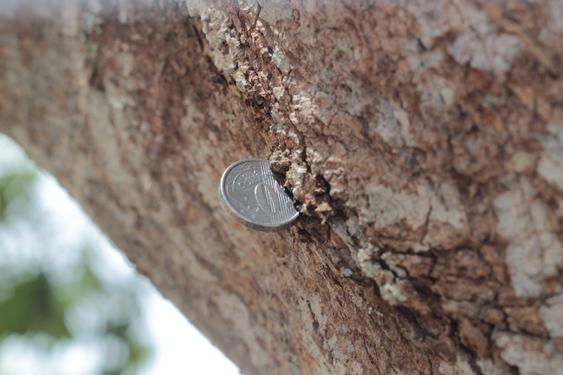 rock, finance, money, value, brazilian currency, nature, salary, tree trunk, trunk, heart shape, rock - object, currency, metal, tree, no people, textured