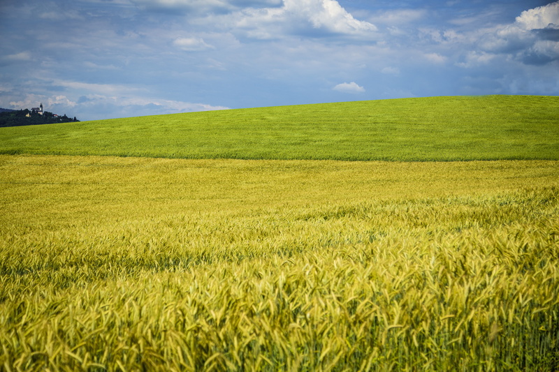 landscape, cereal plant, tranquil scene, no people, sky, scenics - nature, colorful, wheat, plantation, cloud - sky, tranquility, austria, farm, crop, agriculture