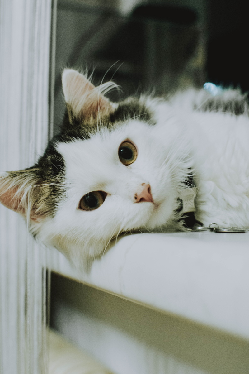 whisker, abyssinian, austria, plant, 5K, white color, linz, domestic cat, animal themes, furniture, vertebrate, siamese, one animal, blossom, close-up