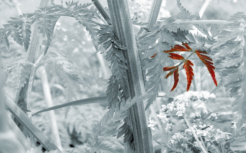 colorsplash, plant, leaf, 720P, hd, nature