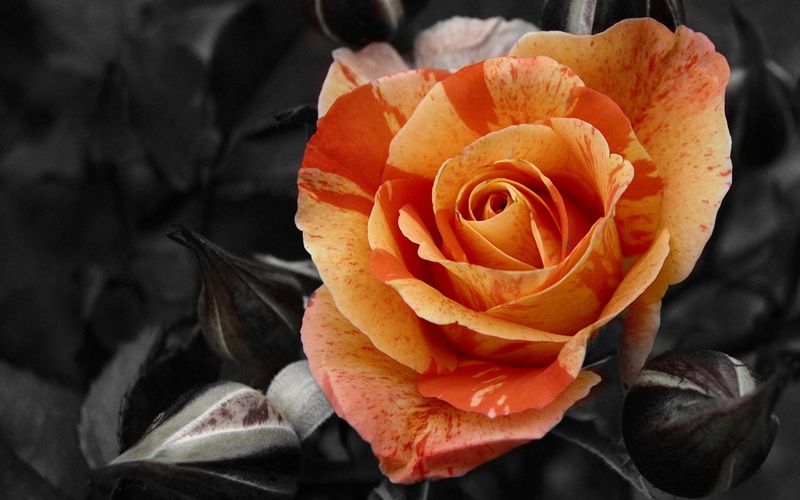colorsplash, hd, nature, rose, flower, orange, 1080P