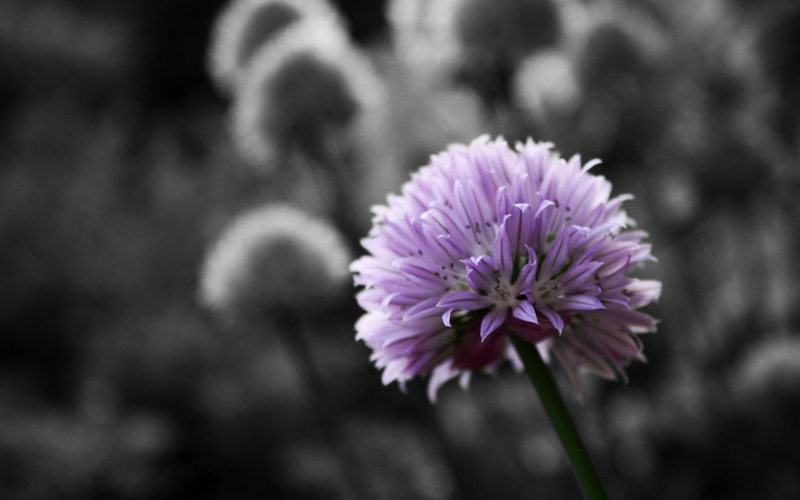 3d and abstract, black and white, chive, 2K, flower, colorsplash, pink, purple