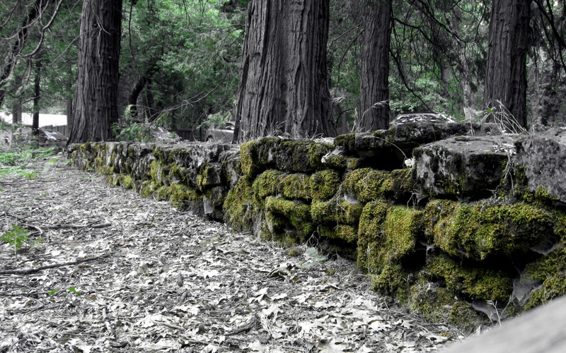 black, nature, moss, 1080P, forest, trees, hd, colorsplash, rocks, stone, rock