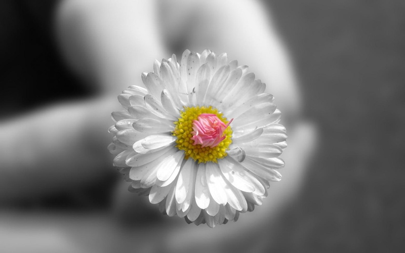 nature, hd, 720P, colorsplash, flower, macro