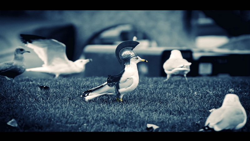 helmets, photomanipulations, BIRDS, bokeh, photography, x, hd, colorsplash, animals, grass, 1080P, art