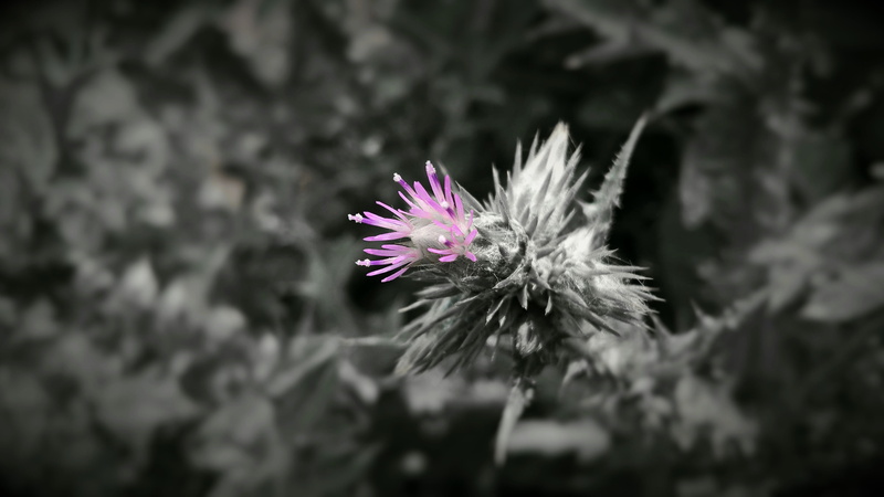 close-up, growth, thistle, blackwhite, purple flower, day, flower, flower head, fragility, purple, freshness, beauty in nature, nature, no people, colorpop