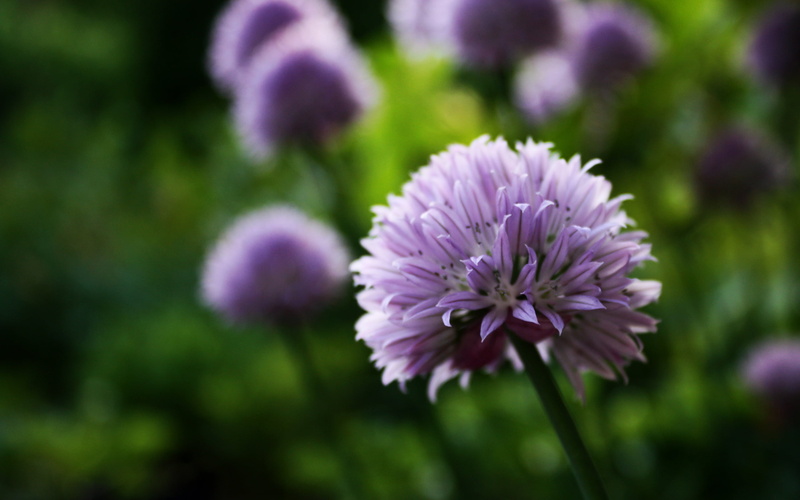 flowerbed, springtime, close-up, 2K, flowering plant, colorsplash, focus on foreground, freshness, plant, petal, fragility, flower head, food, flower