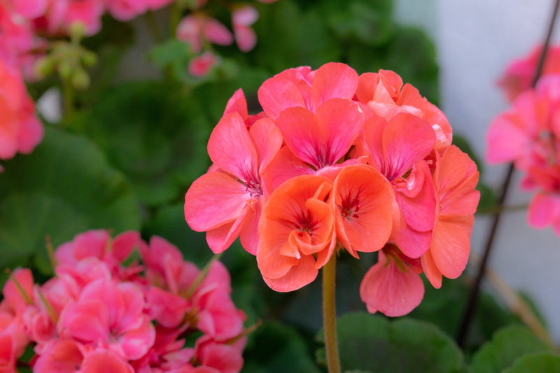 beauty in nature, focus on foreground, home, lifestyle, springtime, growth, fresh, elegance, flora, no people, freshness, summer, close-up, inflorescence