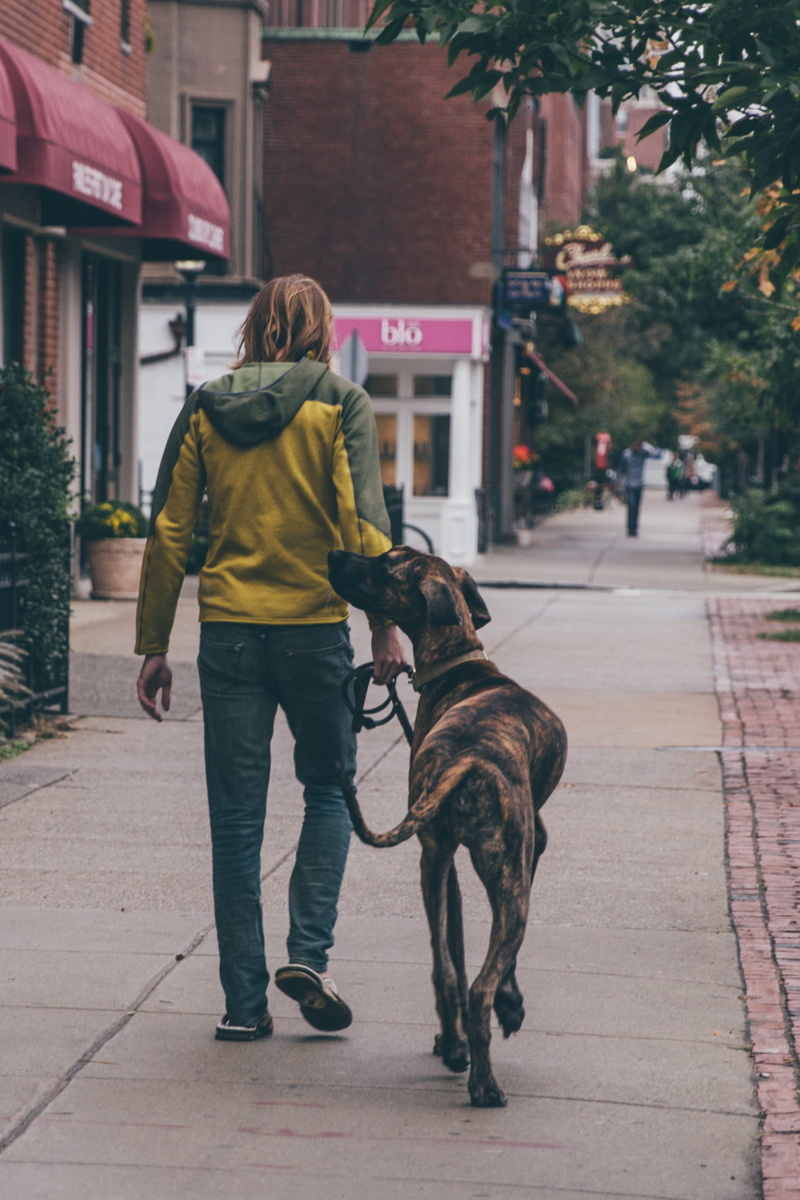 walking, pet, wear, full length, architecture, urban, tourist, one person, casual, domestic, street, rear view, person, vertebrate, domestic animals, pavement