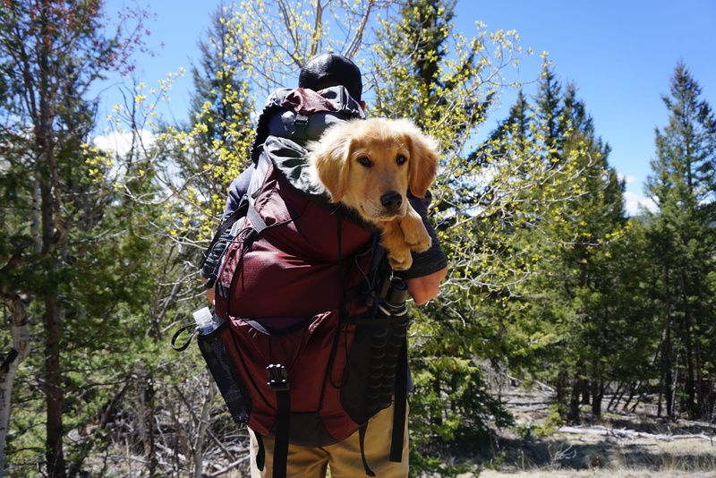 real people, land, tree, outdoors, canine, vertebrate, trees, backpack, day, man, growth, pets, domestic, grass, 4K, nature, people, carrying, mammal