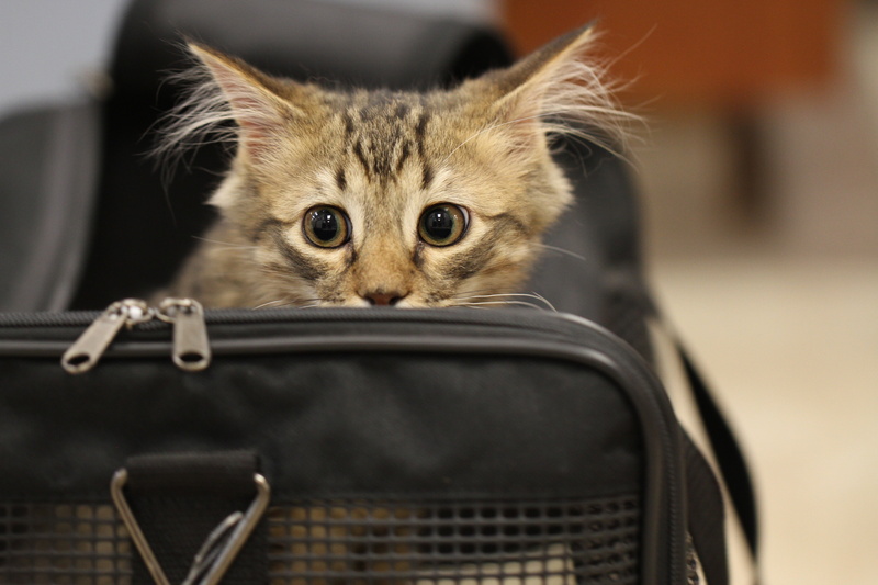 portrait, animals, looking at camera, focus on foreground, pets, whisker, domestic animals, mammal, cat, no people, travel, close-up, one animal, luggage