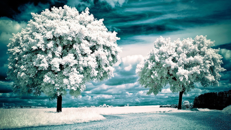 1080P, sky, lake, spring, clear, scenic, vacation, water, freshness, travel, color, snow, sun, idyllic, cherry blossom, plant, cold temperature, flower