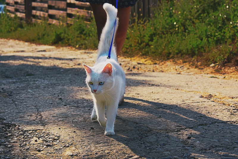 person, standing, white color, domestic cat, close-up, cat, daytime, feline, grass, short, one person, whiskers, pet owner, eyes, day, stone pavement, cat face