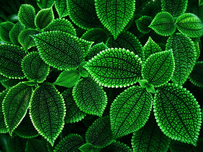 plant, springtime, day, serrate, leaf, backgrounds, decoration, full frame, 720P, contour, abundance, macro, textured, green, no People, cactus, growth