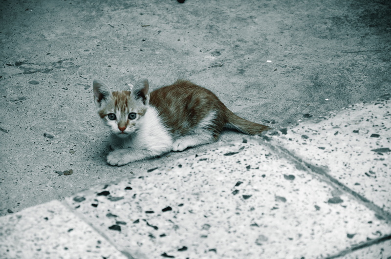 currently, model, no people, vertebrate, fur, 4K, portrait, mammal, animal eye, for, cute, pattern, whisker, domestic animals, eyes, yeah, february, one animal