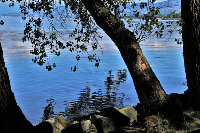 mirror image, reflection, lighting, nature, growth, trees, day, the stones, branch, romantic, blue, rocks, bodensee, landscape, tranquil scene, panorama
