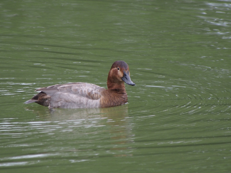 beauty in nature, poultry, animals in the wild, animal themes, water, animal wildlife, red-headed duck, no people, day, water bird, common pochard, waterfront