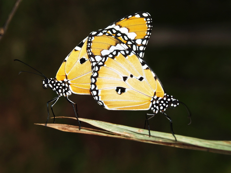 focus on foreground, photo, beauty In Nature, nature, animals in the wild, monarch butterfly isolated, one animal, majestic, summer, 2K, insect, north american butterflies