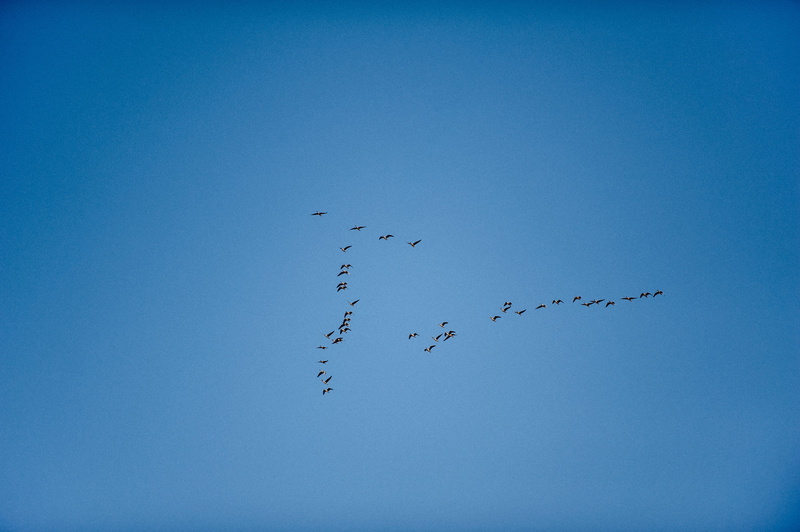 animal themes, animal, 4K, large group of animals, togetherness, nature, animals in the wild, wild, outdoors, migratory, order, birds, honker, low angle view