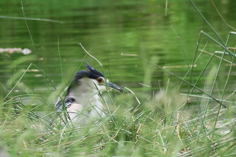 water, no people, feather, birds, grass, animals in the wild, animal wildlife, outdoor, day, plant, eye, wild, profile, one animal, perching, heron, natural