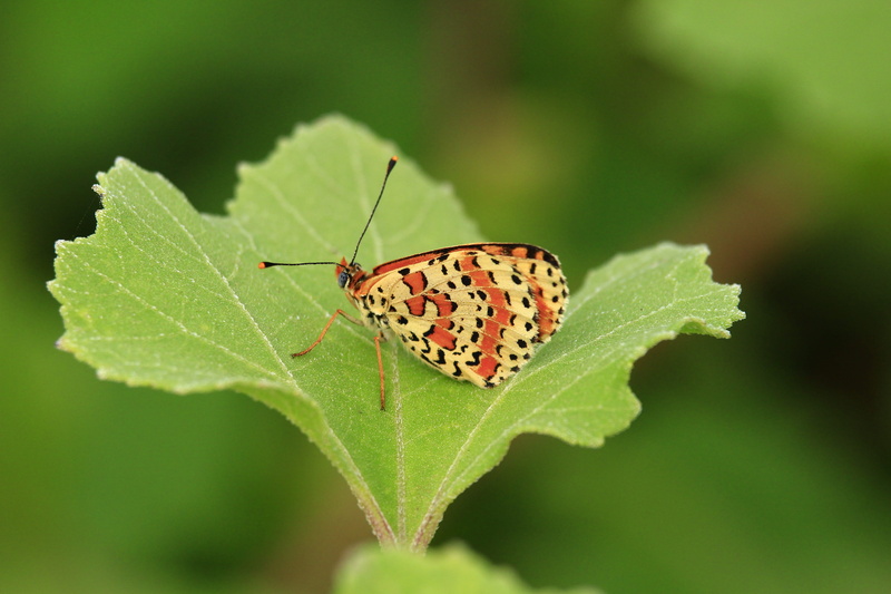 selective focus, migrant, butterfly - insect, migratory, animal, butterfly wings, day, monarch, dom, plant part, one animal, outdoors, animals in the wild