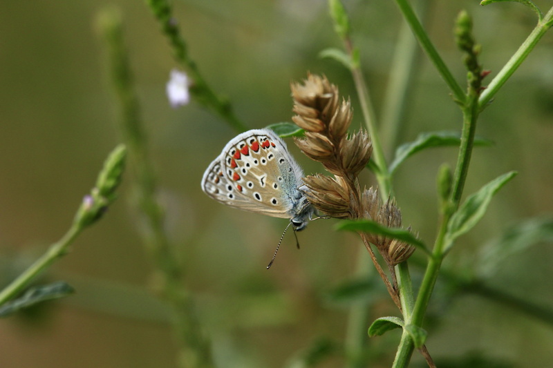wings, flying, natural, plant, plant part, outdoors, fauna, beauty, dom, butterfly wings, beauty in nature, macro, monarch, insect, day, 5K, butterfly