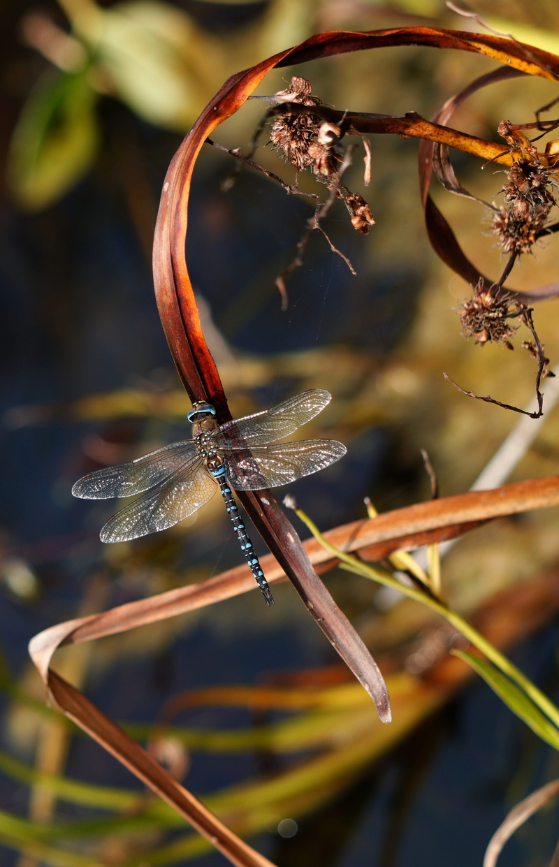 dragonfly, twig, animals in the wild, plant stem, animal, one animal, migrant hawker, no people, animal themes, growth, beauty in nature, insect, blue