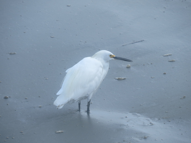 beach, migrant, animal themes, songbird, eco, zoology, water, lake, ornithology, high angle view, animal, white color, wading, biology, outdoor, 4K, no people