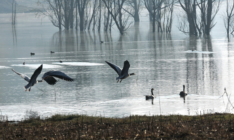 animal, animals in the wild, beauty in nature, no people, animal wildlife, flock of birds, group of animals, migrant, bare tree, spread wings, water, silhouette