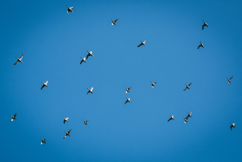 animal, sunny, mid-air, flight, community, group, birds, no people, vertebrate, group of animals, blue, animal themes, blue sky, kerala, flock, clear sky