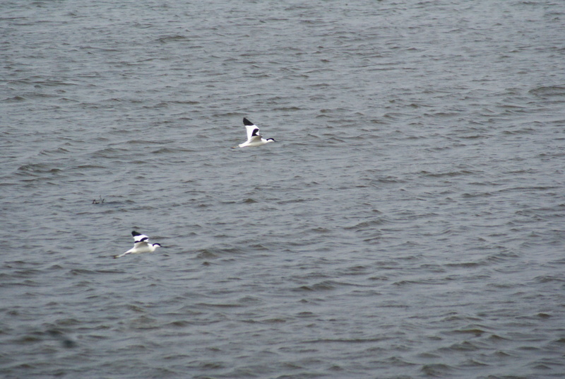 water, flying, animals in the wild, animal wildlife, bird, seagull, animal, animal themes, no people, beauty in nature, waterfront, spread wings, day, migrant